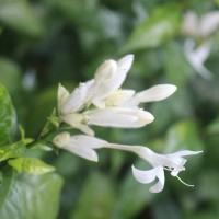 Whitfieldia elongata (P.Beauv.) De Wild. & T.Durand